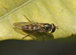 Meliscaeva auricollis / Goldhalsschwebfliege / Schwebfliegen - Syrphidae