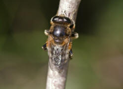 Platynochaetus setosus / Schwebfliegen - Syrphidae