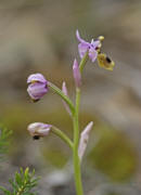 Ophrys tenthredinifera / Wespen-Ragwurz