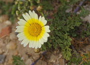 Chysanthemum coronarium var. discolor