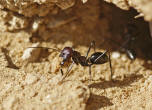 Unbekannte 12mm Ameisen-Art