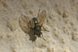 Onesia spec. / Calliphoridae - Schmeißfliegen