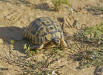Tunesische Landschildkröte (Testudo graeca nabeulensis)