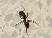 Unbekannte 11mm Ameisen-Art
