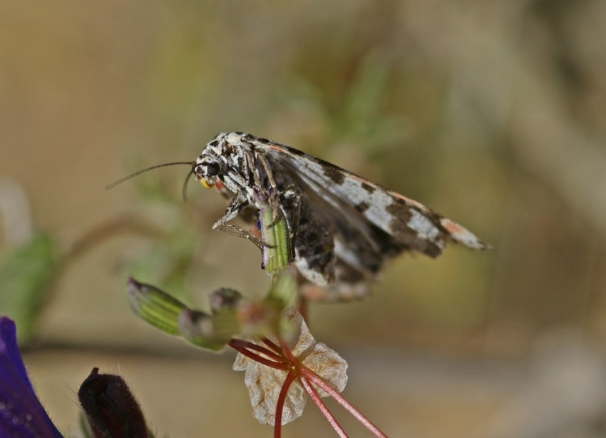 Utetheisa pulchella / Harlekinbär / Punktbär / Nachtfalter - Eulenfalter - Noctuidae / Unterfamilie: Bärenspinner - Arctiinae