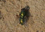Lucilia spec. / Goldfliege (Calliphoridae - Schmeifliegen) / Weibchen