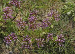 Fedia cornucopiae / Baldriangewächse (Valerianaceae).