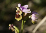 Wespen-Ragwurz / Ophrys tenthredinifera