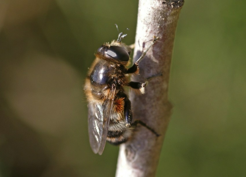 Platynochaetus setosus / Schwebfliegen - Syrphidae