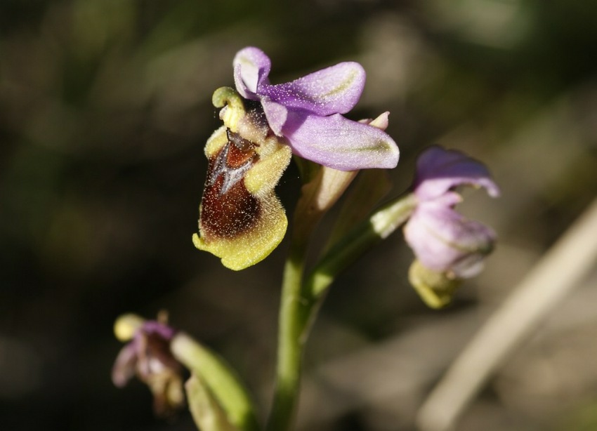 Ophrys tenthredinifera / Wespen-Ragwurz