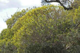 Baumartigen Wolfsmilch (Euphorbia dendroides)