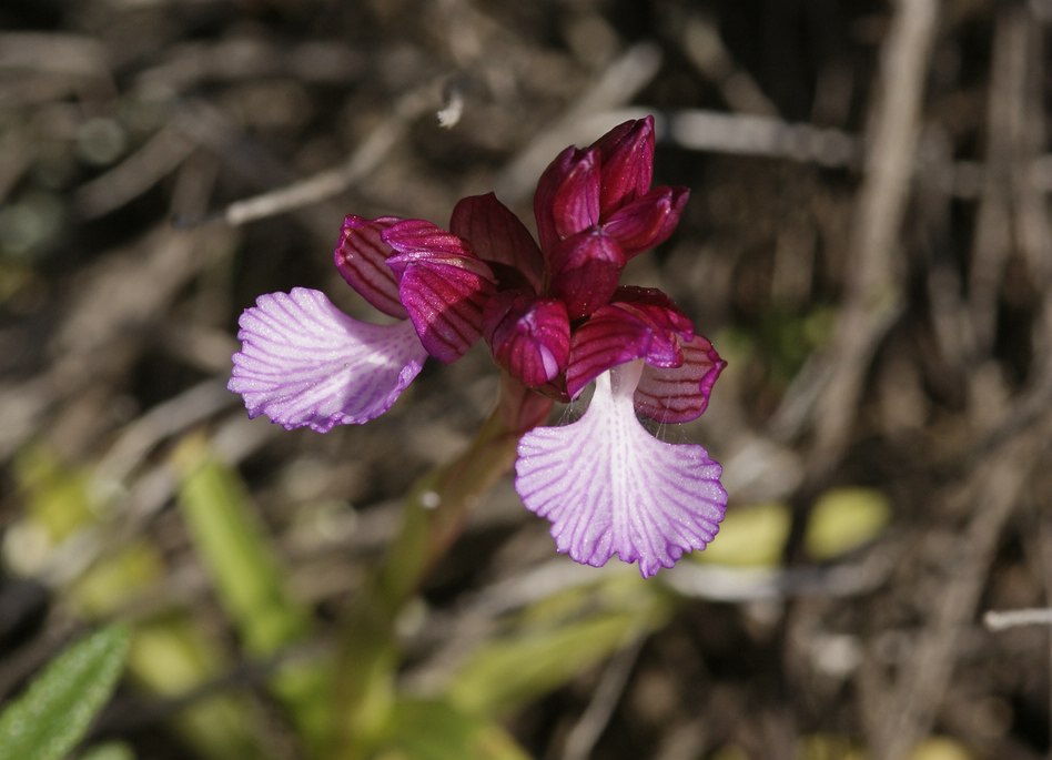 Orchis papilionacea ssp. grandiflora / Großblütiges Schmetterlings-Knabenkraut