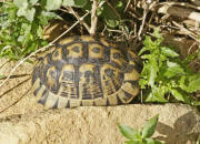 Testudo graeca nabeulensis / Tunesische Landschildkröte